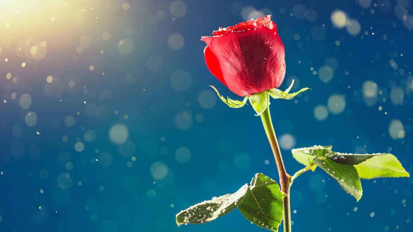 Открытка роза на фоне неба  с днем знаний  1 қыркүйектен бастап 